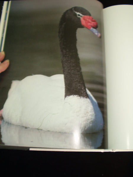 Audubon Book of Water Birds First edition by Line, Les (1998) Hardcover Line, Les - Wide World Maps & MORE!