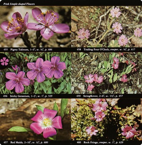 The National Audubon Society Field Guide to North American Wildflowers: Western Region - Wide World Maps & MORE! - Book - Audubon - Wide World Maps & MORE!