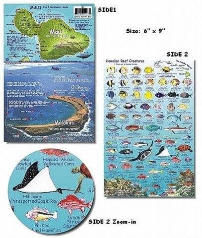 Maui Hawaii Reef Fish and Creature Guide - Wide World Maps & MORE! - Sports - Frankos - Wide World Maps & MORE!